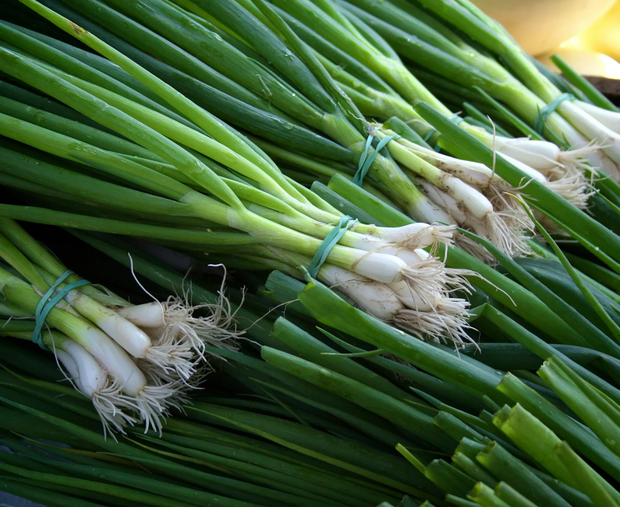 How to Grow Green Onions (Bunching Onions)