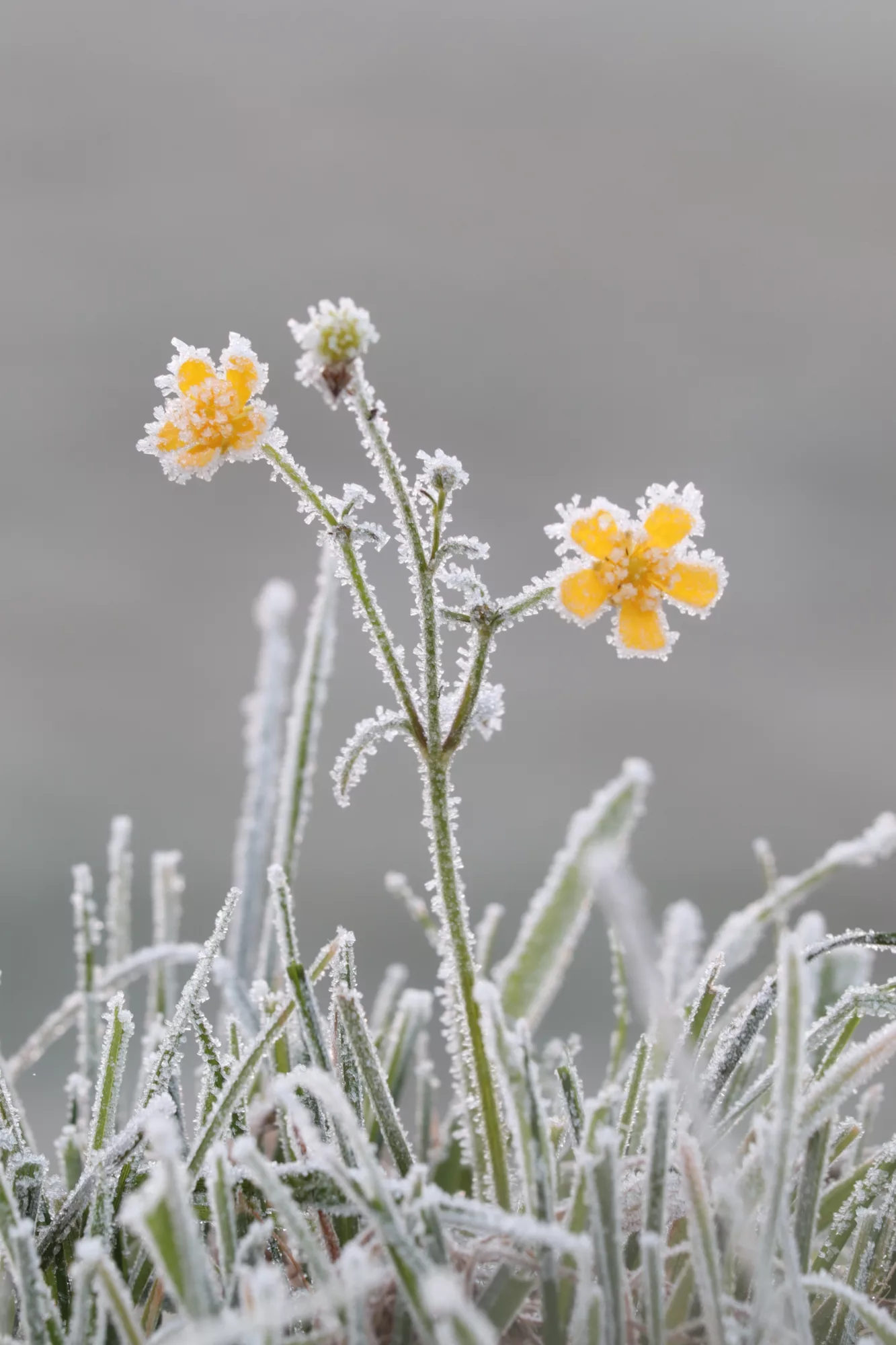 Finding your First and Last Frost Date