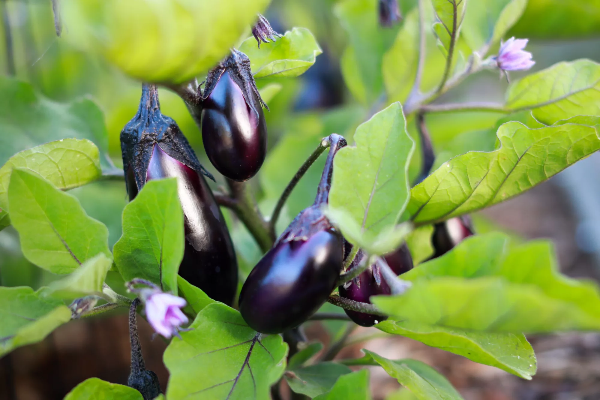 How to Grow Eggplant