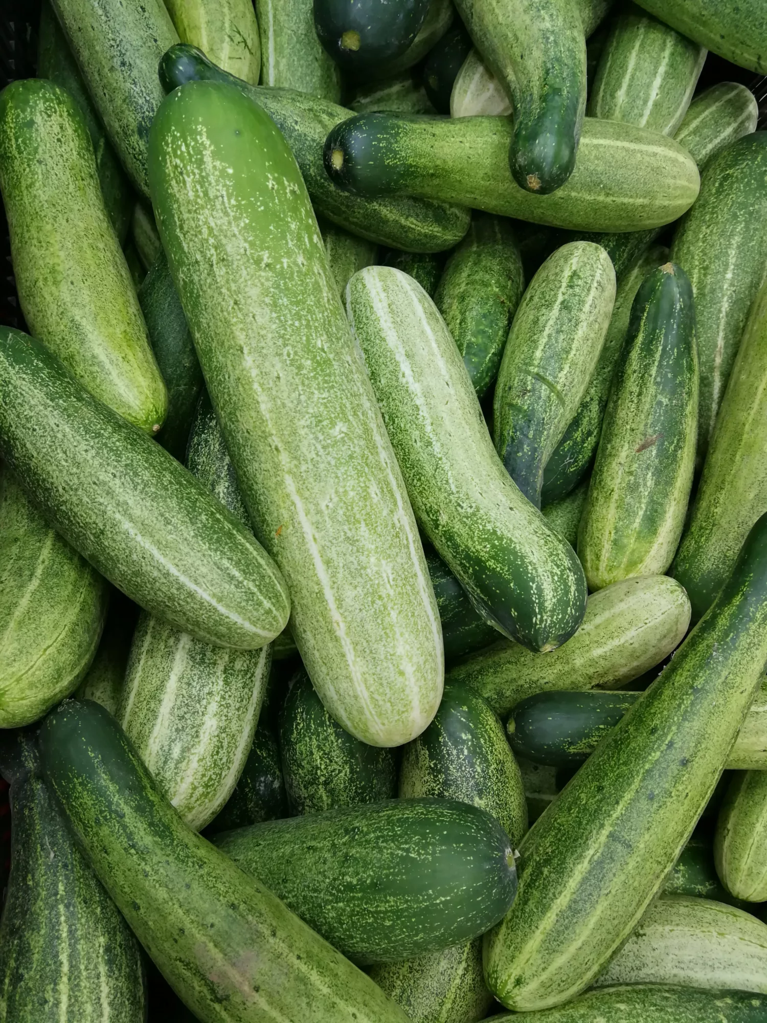 How to Grow Cucumbers