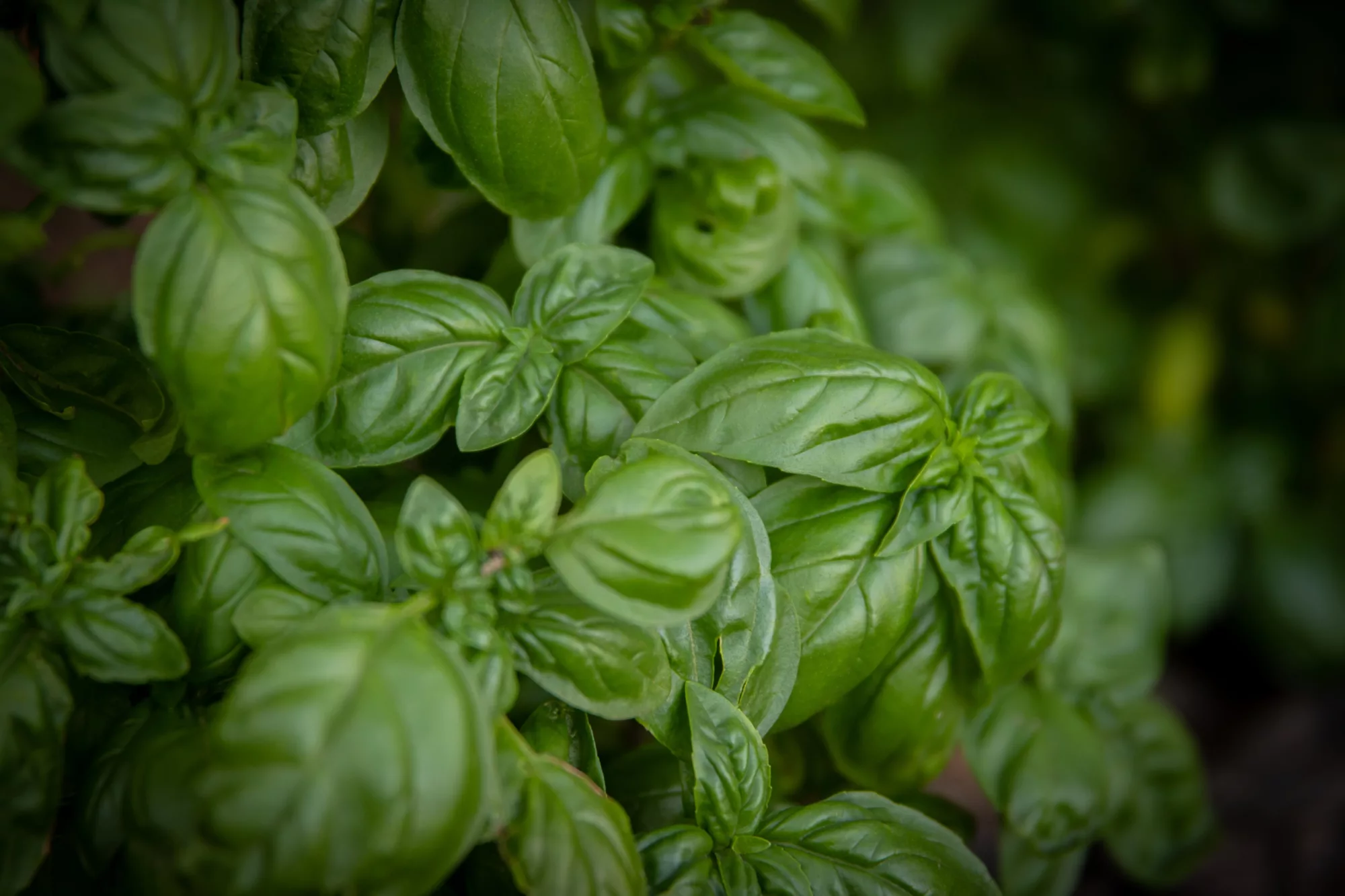 How to Grow Basil