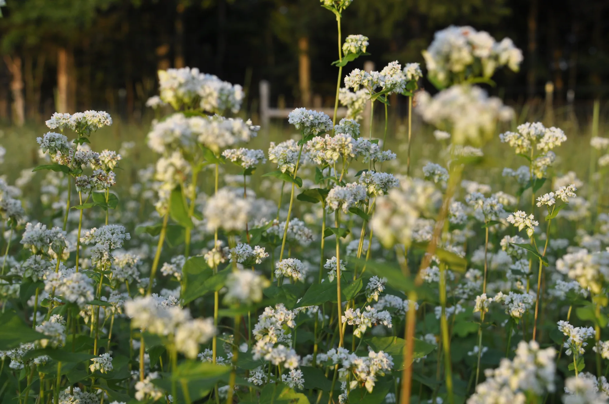 Growing Cover Crops